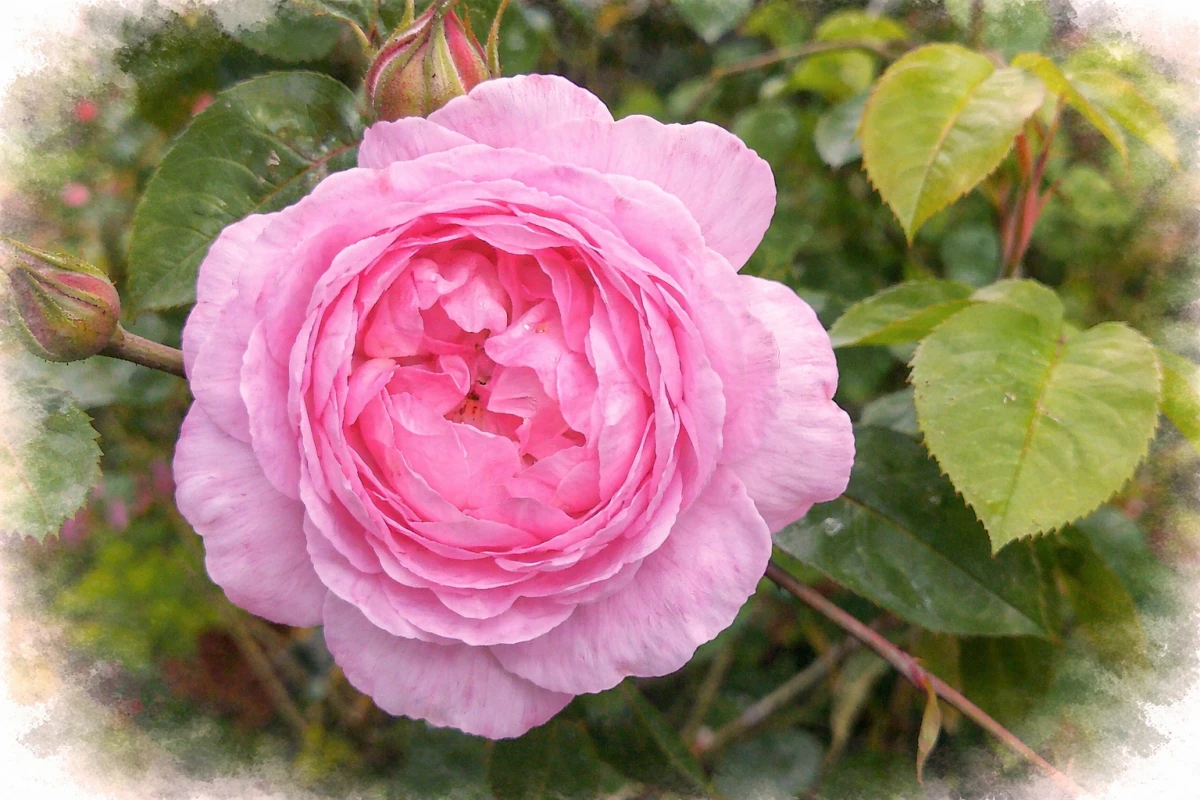 Роза пионовидная  "Констанс Спрай"