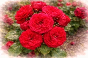 Роза флорибунда "Инзель Майнау"