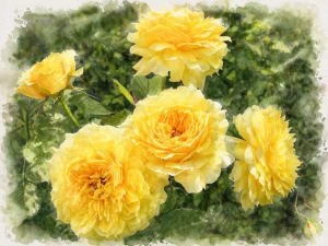 Роза флорибунда "Чайна Герл"