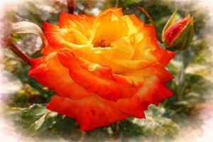 Роза флорибунда "Самба"