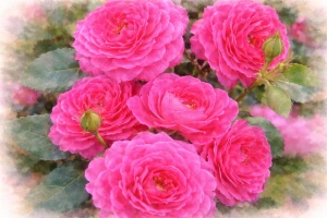 Роза флорибунда "Домейн де Стейнт Джен"