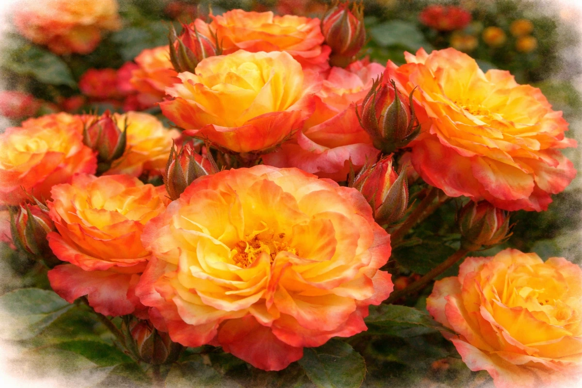 Роза флорибунда "Румба"