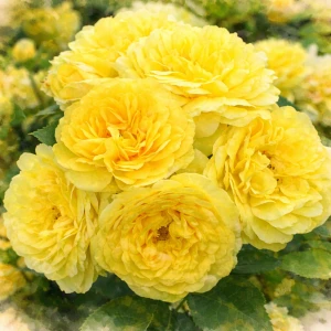 Роза шраб "Анни Дюпрей"