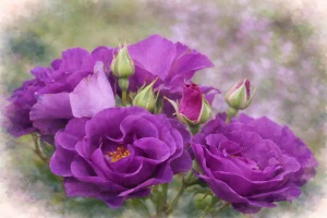 Роза шраб "Рапсоди ин Блю"