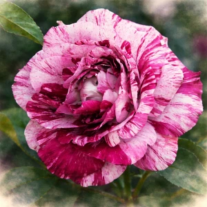 Спрей-роза "Парпл Тайгер"