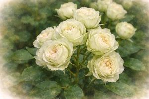 Спрей-роза "Грин Глоу"