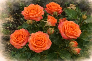 Спрей-роза "Оранж Беби"