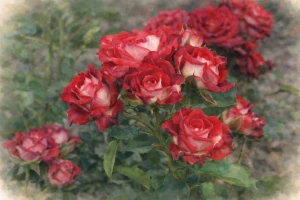 Спрей роза "Тирамису"