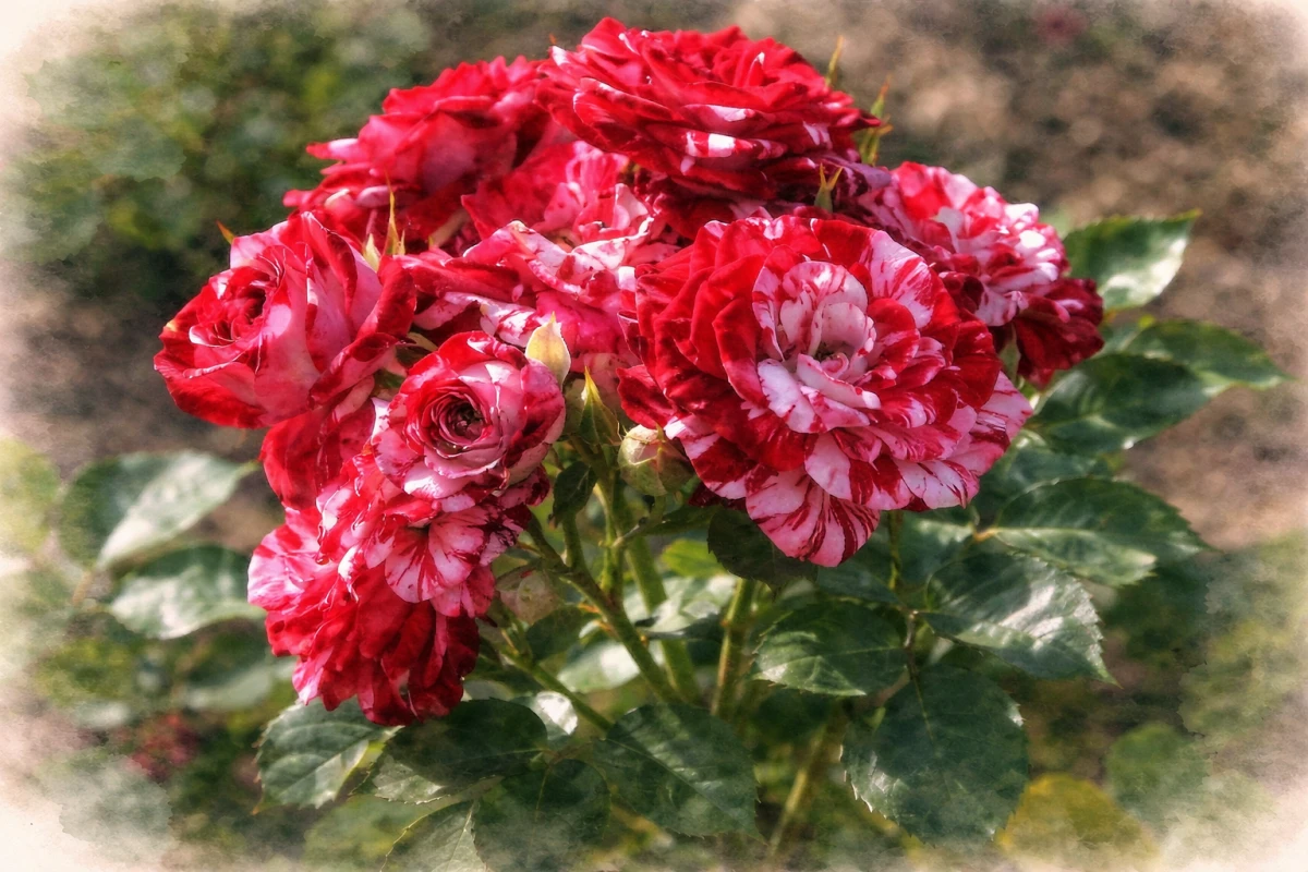 Спрей-роза "Арроу Фолиес"