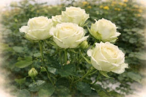 Спрей-роза "Лувиана"