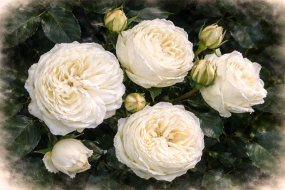 Роза "Веддинг Пиано"