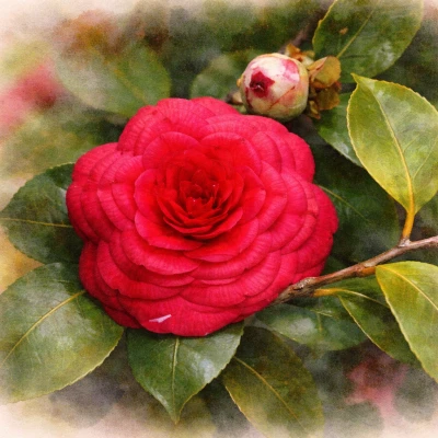 Камелия японская "Маргерита Колеони"