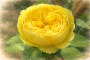 Спрей-роза "Каталина"