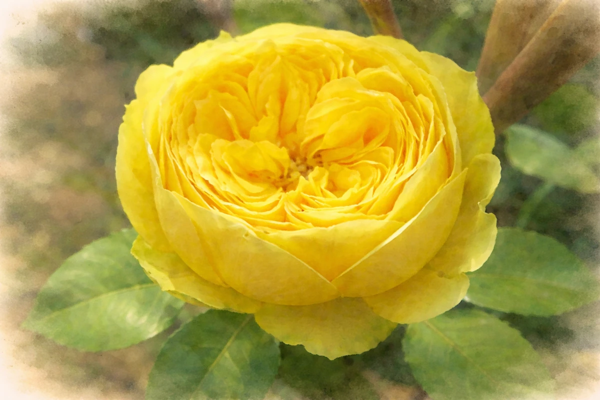 Спрей-роза "Каталина"