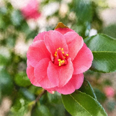 Камелия "Мари Уильямс"