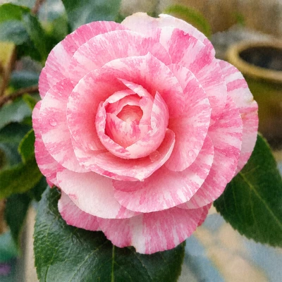 Камелия японская "Вильям Бартлетт"