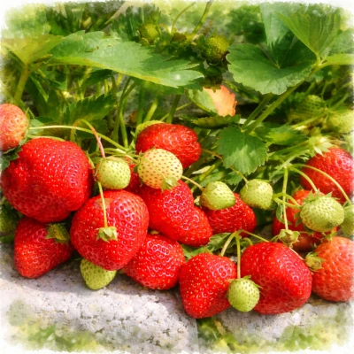 Клубника "Кимберли"
