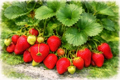 Клубника "Флоренс"