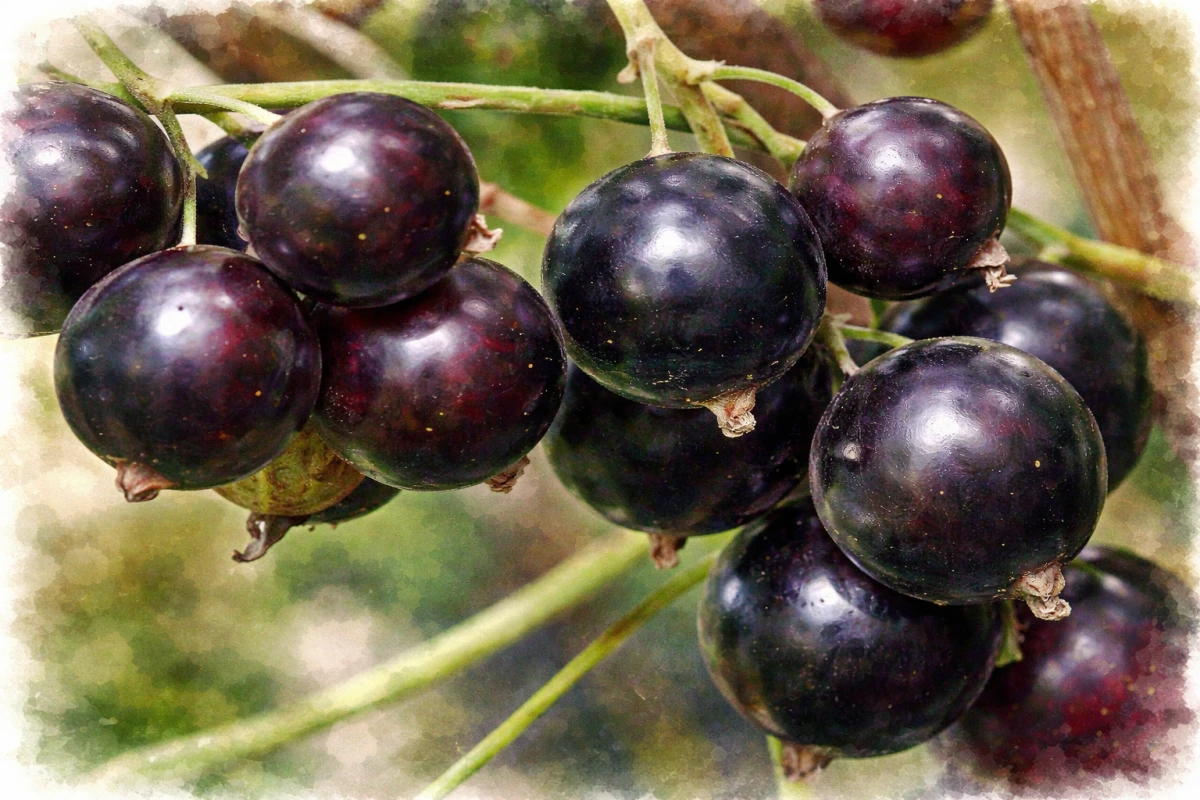 Смородина черная "Черешневая"
