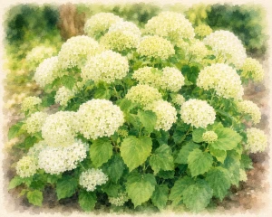 Гортензия древовидная "Баунти"